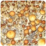 Псилоцибиновые (галлюциногенные)  грибы Psilocybin "Golden Teacher" в Елизово