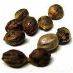 Семена марихуаны АК-47  (Seeds AK-47) в Елизово
